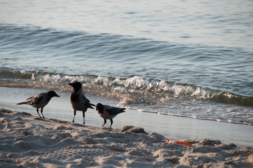 2011_07_11-19_10_18-007