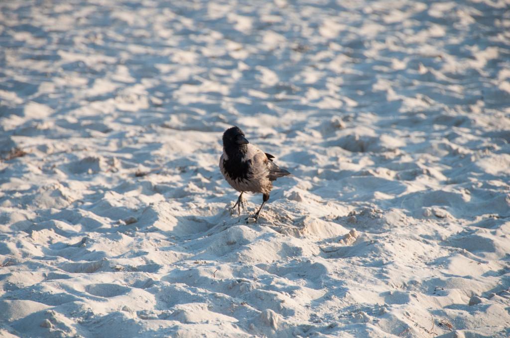 2011_07_11-19_11_53-007