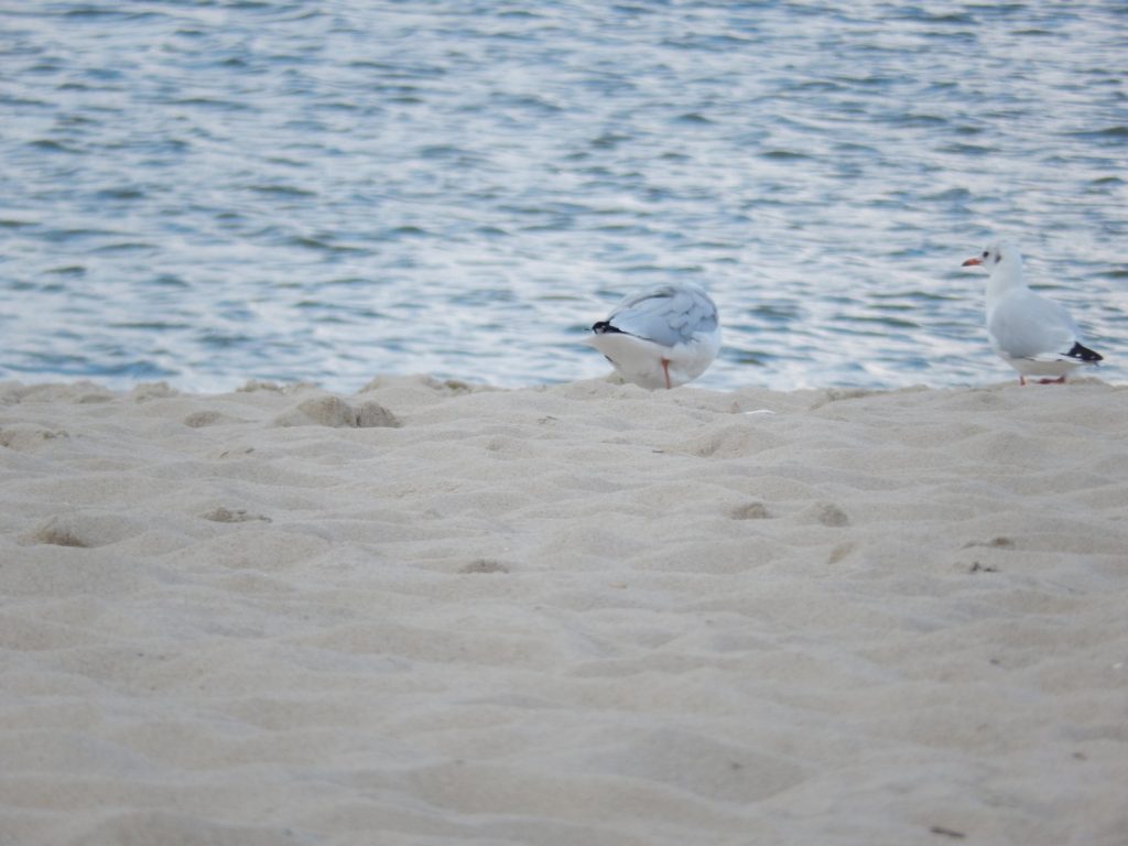 2014-09-08_16-29-36_DSCN2698